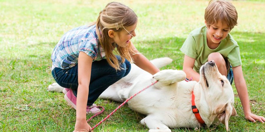 Alergia a animais domésticos